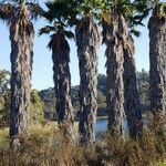 Washingtonia robusta flower picture by Jonathan Testa (cc-by-sa)