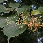 Tilia mongolica fruit picture by Dieter Albrecht (cc-by-sa)