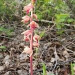 Corallorhiza striata flower picture by Eriika B (cc-by-sa)