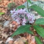 Asclepias quadrifolia flower picture by Lane Haden (cc-by-sa)