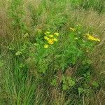 Tanacetum vulgare habit picture by Patrick Ullrich (cc-by-sa)