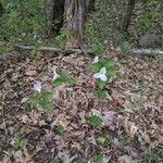 Trillium grandiflorum habit picture by K. Svabek (cc-by-sa)