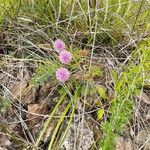 Mimosa quadrivalvis habit picture by Aaron Harp (cc-by-sa)