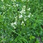 Galium album flower picture by Thomas Lenz (cc-by-sa)