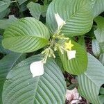 Mussaenda philippica flower picture by Noel Dionson (cc-by-sa)