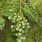 Chamaecyparis lawsoniana fruit picture by Dieter Albrecht (cc-by-sa)