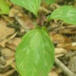 Trillium sessile flower picture by jude s (cc-by-sa)