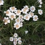 Achillea ptarmica flower picture by Jean-luc Jean-luc Lejeune (cc-by-sa)