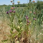 Onopordum tauricum habit picture by Sylvain Piry (cc-by-sa)