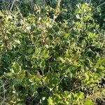 Quercus coccifera habit picture by Aurelien G (cc-by-sa)