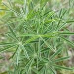 Lupinus arboreus leaf picture by Tapia May (cc-by-sa)