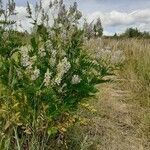 Galega officinalis habit picture by Christophe delattre (cc-by-sa)