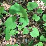 Cercis canadensis habit picture by Tim Rutland (cc-by-sa)