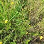 Linum volkensii habit picture by susan brown (cc-by-sa)