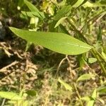 Cheirolophus sempervirens leaf picture by axel Bourdonné (cc-by-sa)