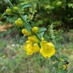 Aureolaria virginica flower picture by John Cumper (cc-by-sa)