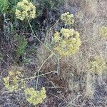 Thapsia villosa habit picture by Collados Ana (cc-by-sa)