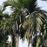 Areca catechu leaf picture by Catherine Garret (cc-by-sa)