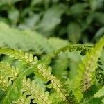 Dryopteris filix-mas flower picture by Simon Allison (cc-by-sa)