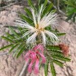 Calliandra parvifolia flower picture by Senger Mario (cc-by-sa)