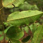 Protium polybotryum leaf picture by Jean-François Molino (cc-by-sa)