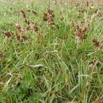 Luzula campestris habit picture by Kriz David (cc-by-sa)