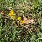 Cytisus decumbens habit picture by nicolas Francois (cc-by-sa)