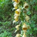 Digitalis ferruginea flower picture by Camor Cuthri (cc-by-sa)