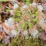 Petasites paradoxus flower picture by Olaf Höger (cc-by-sa)