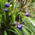 Dianella ensifolia fruit picture by Miguel Miton (cc-by-sa)