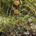 Lomandra multiflora habit picture by ian connop (cc-by-sa)