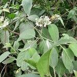 Solanum abutiloides habit picture by Trap Hers (cc-by-sa)