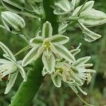 Albuca virens flower picture by susan brown (cc-by-sa)