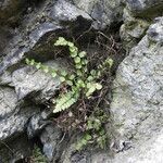 Asplenium adulterinum leaf picture by Bennik kolin (cc-by-sa)