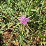 Geropogon hybridus flower picture by David Hoppenstein (cc-by-sa)