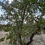 Quercus brantii habit picture by M. Hedayat (cc-by-sa)