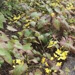 Epimedium alpinum habit picture by Dieter Albrecht (cc-by-sa)