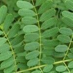 Caesalpinia pulcherrima leaf picture by L Toledo (cc-by-sa)