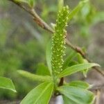 Salix nigra flower picture by dredodo (cc-by-sa)