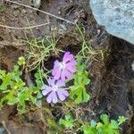 Primula minima habit picture by Frank Sundermeyer (cc-by-sa)