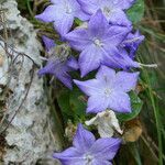 Campanula isophylla flower picture by Jot Ess (cc-by-sa)