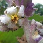 Solanum quitoense flower picture by Estefania Escobar (cc-by-sa)