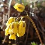 Draba aizoides habit picture by Yoan MARTIN (cc-by-sa)