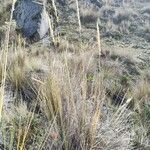 Calamagrostis recta habit picture by Mariette Laumond (cc-by-sa)