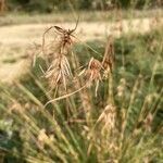 Themeda triandra fruit picture by bimbi bimbi (cc-by-sa)