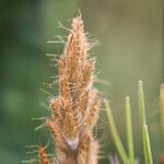 Bromus squarrosus fruit picture by Sans Attaches (cc-by-sa)