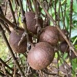 Ficus mauritiana fruit picture by Stefano VAVA (cc-by-sa)