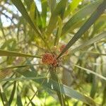 Acacia heterophylla leaf picture by Matthieu Libeer (cc-by-sa)