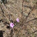 Ipomoea jaegeri habit picture by susan brown (cc-by-sa)