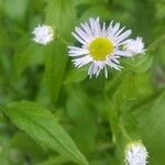 Erigeron philadelphicus flower picture by Neo Winter (cc-by-sa)